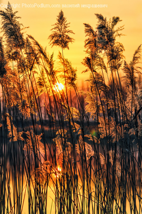 Grass, Plant, Lawn, Reed, Vegetation