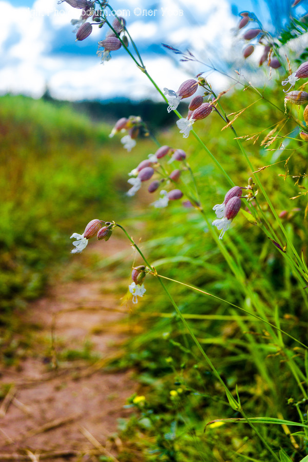 Plant, Potted Plant, Vase, Jar, Pottery