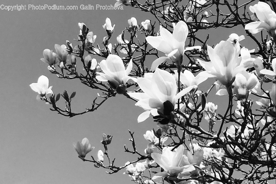 Petal, Flower, Blossom, Plant, Rose