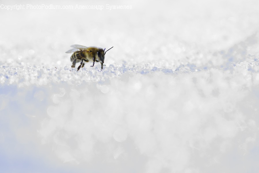 Animal, Bee, Invertebrate, Apidae, Insect