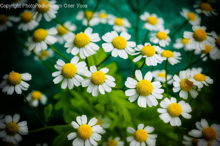 Plant, Flower, Daisy, Blossom, Daisies