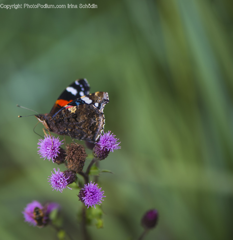 Plant, Blossom, Flower, Animal, Invertebrate