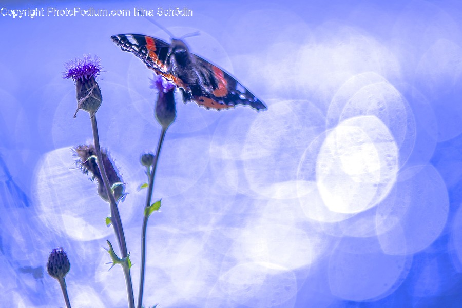 Plant, Animal, Insect, Invertebrate, Flower