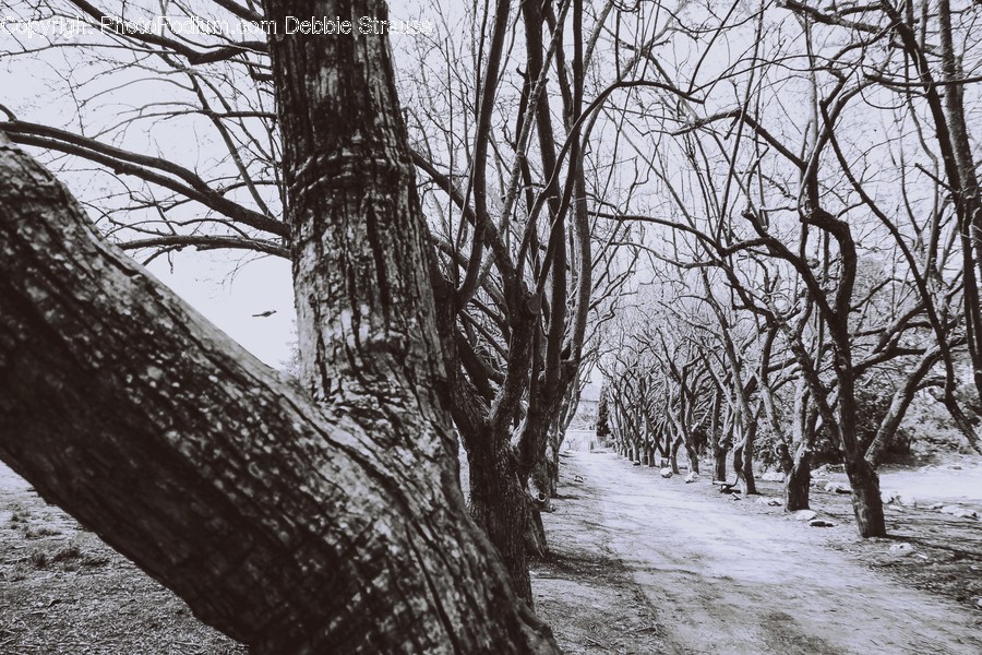 Tree, Plant, Tree Trunk, Outdoors, Path
