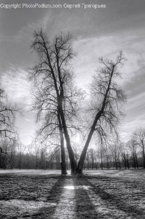 Plant, Tree, Vegetation, Tree Trunk, Grass
