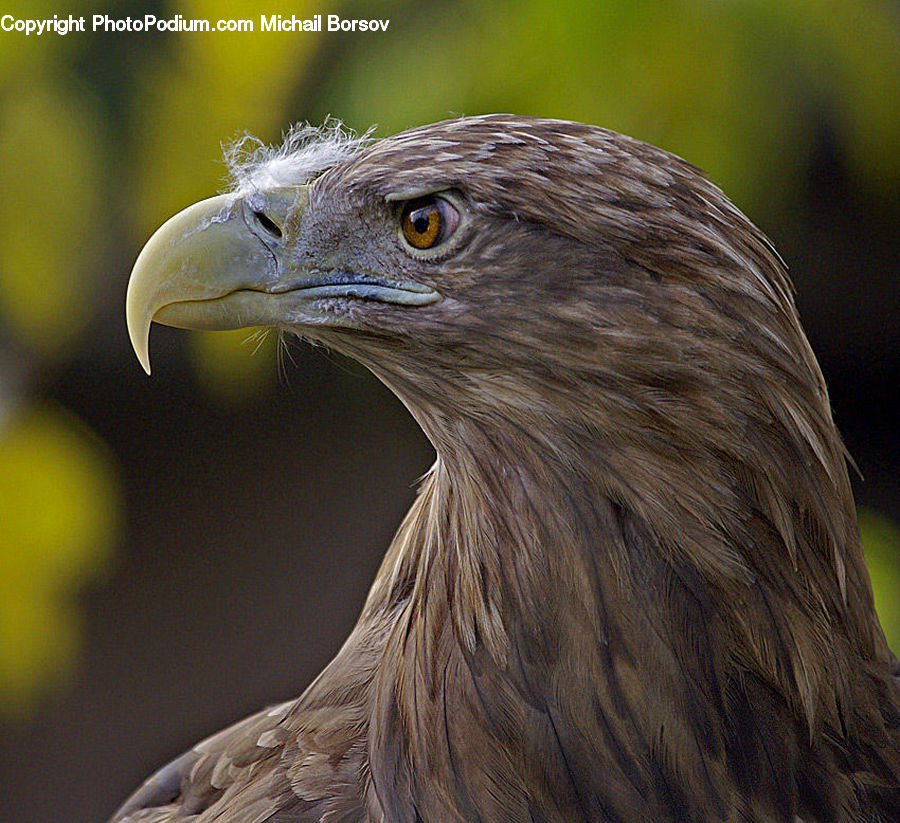 Bird, Eagle, Beak, Buzzard, Harrier, Hawk, Vulture