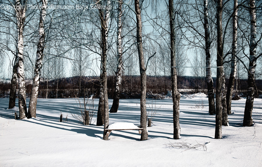 Nature, Outdoors, Plant, Tree, Ice