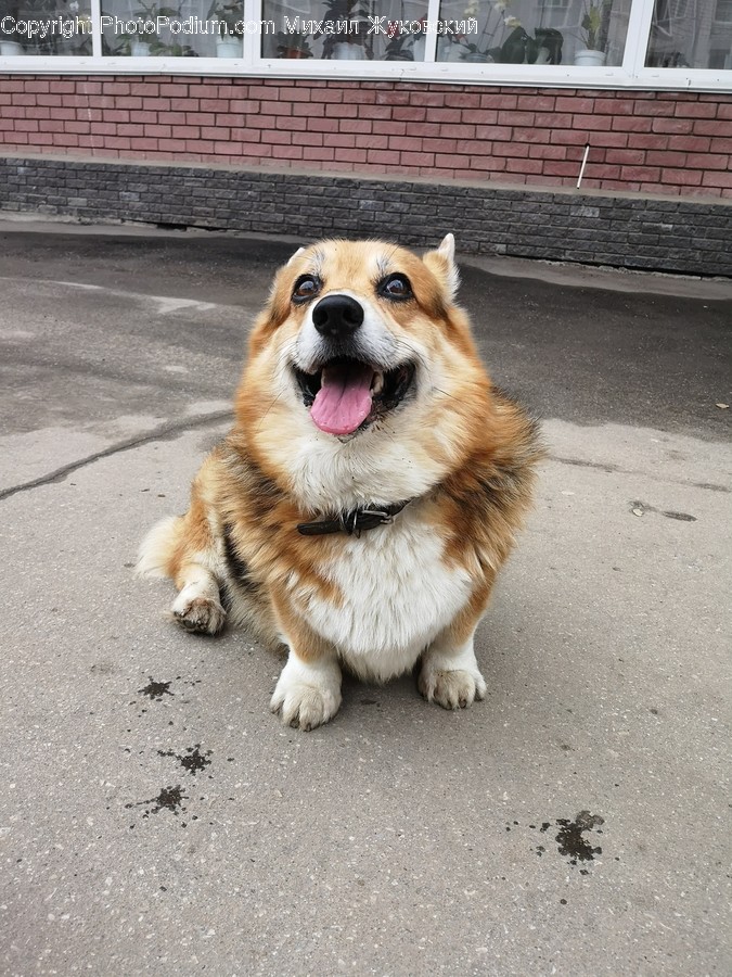 Strap, Canine, Dog, Animal, Mammal