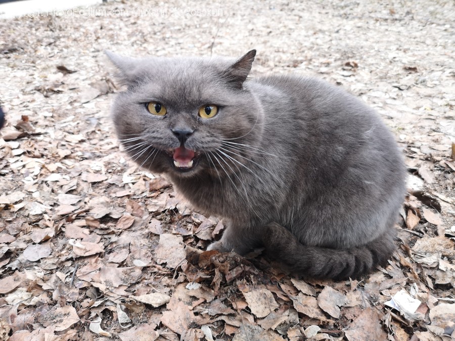 Mammal, Cat, Pet, Animal, Manx
