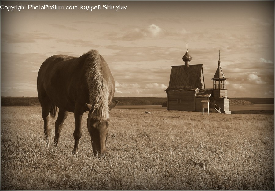 Nature, Animal, Horse, Mammal, Outdoors