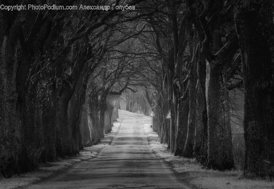 Tree, Plant, Road, Tree Trunk, Urban