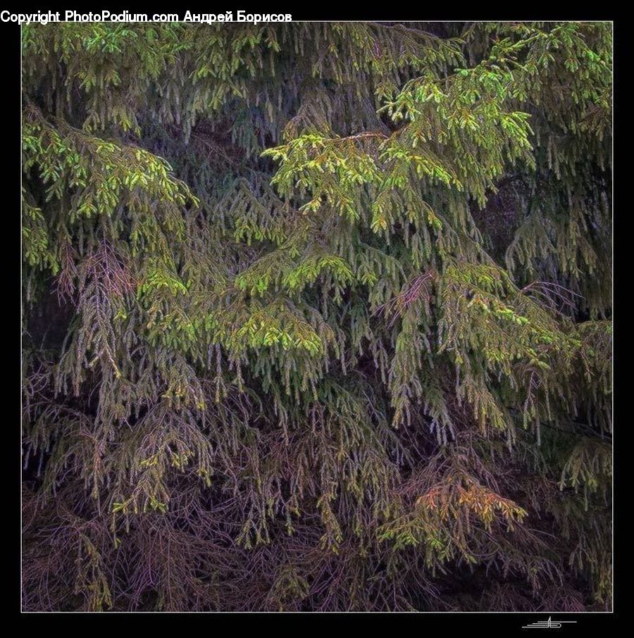 Conifer, Fir, Plant, Tree, Forest, Vegetation, Jungle