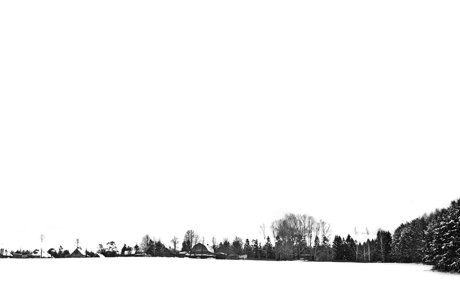 Tree, Plant, Fir, Abies, Nature