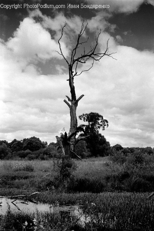 Plant, Tree, Tree Trunk, Outdoors, Field
