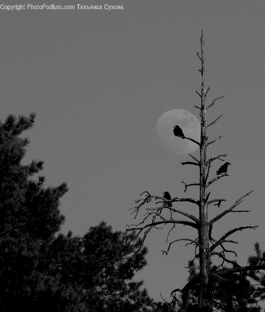 Nature, Outdoors, Bird, Animal, Night