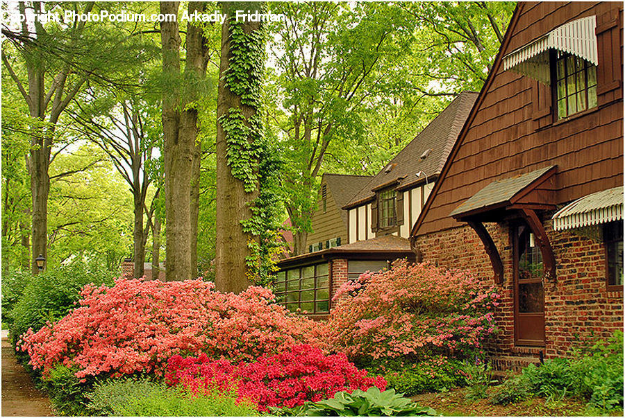 Building, Cottage, Housing, Ivy, Plant, Vine, Conifer