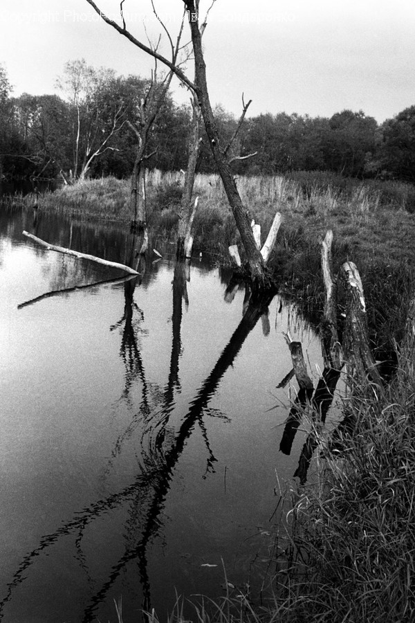 Land, Nature, Outdoors, Water, Swamp