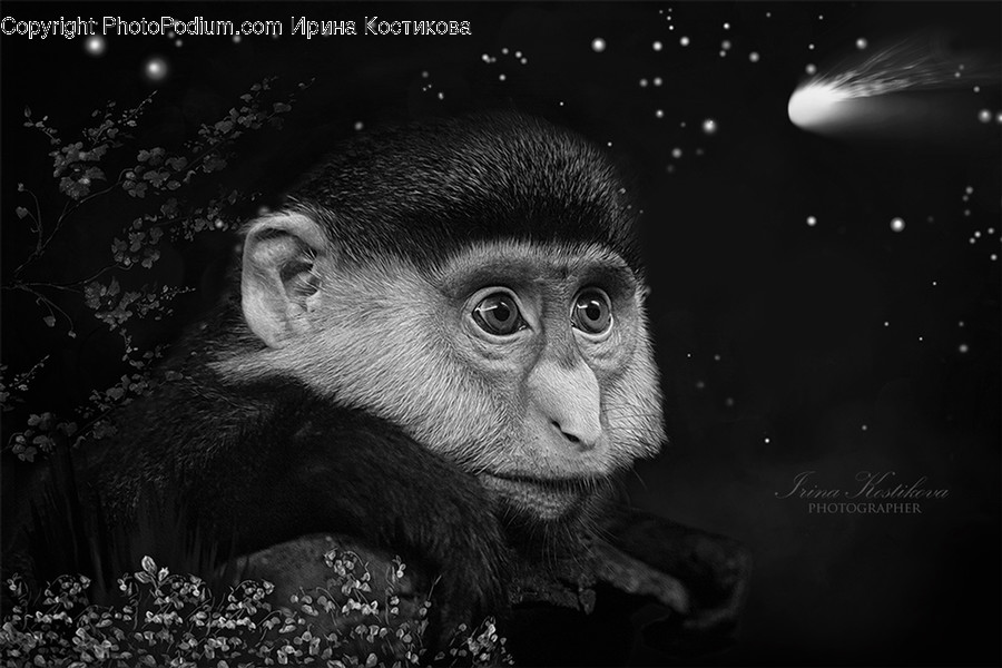 Wildlife, Animal, Monkey, Mammal, Baboon