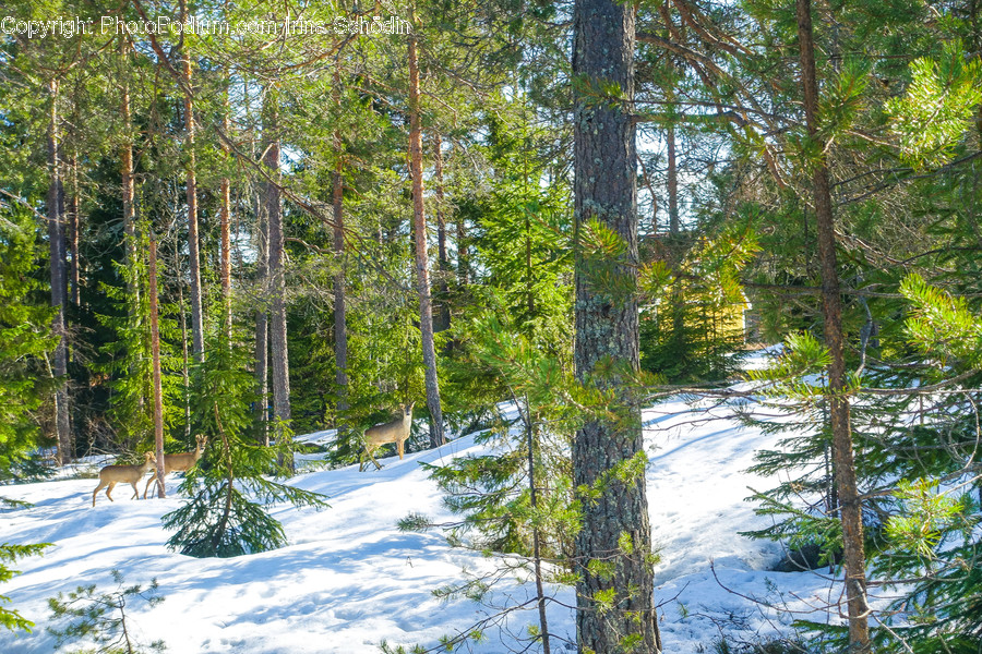 Plant, Tree, Tree Trunk, Outdoors, Nature