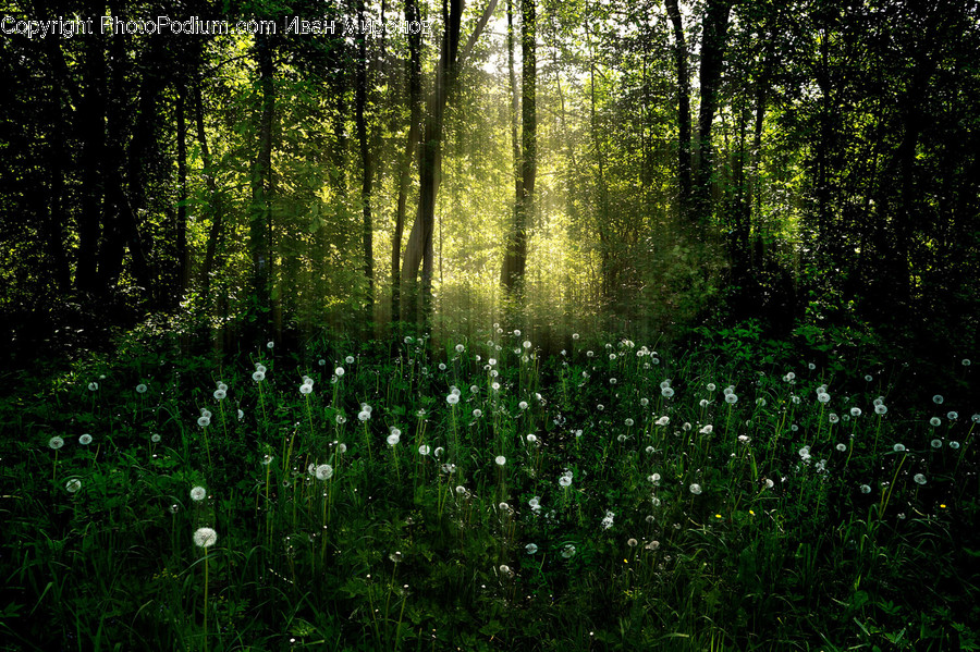 Vegetation, Plant, Woodland, Tree, Outdoors