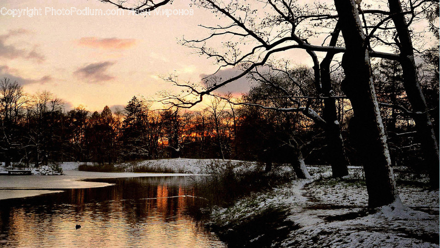 Nature, Outdoors, Tree, Plant, Water