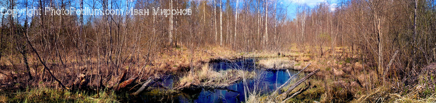 Outdoors, Nature, Land, Water, Swamp