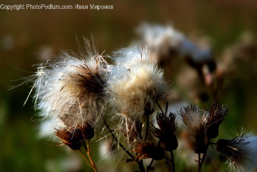 Plant, Blossom, Flower, Dandelion, Insect
