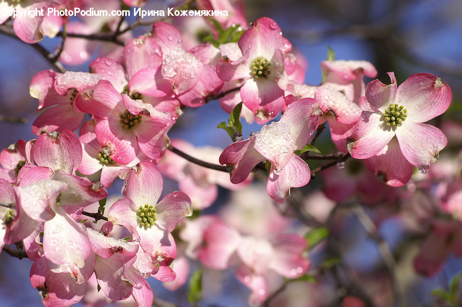 Blossom, Flora, Flower, Plant, Cherry Blossom, Hibiscus, Poppy