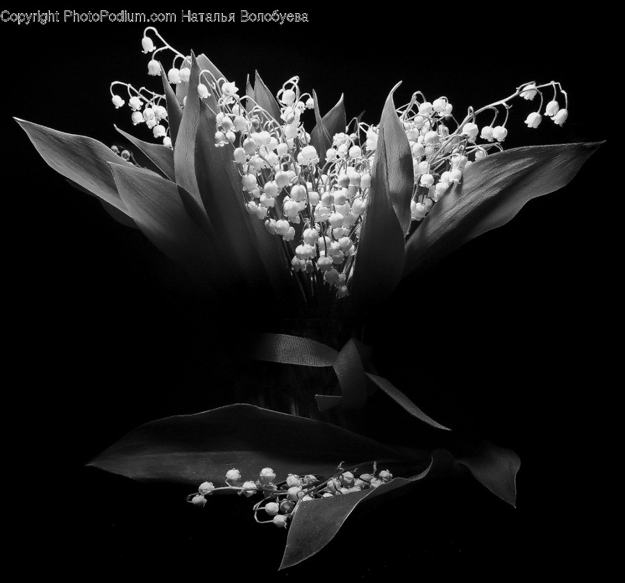 Pollen, Plant, Flower, Blossom, Acanthaceae