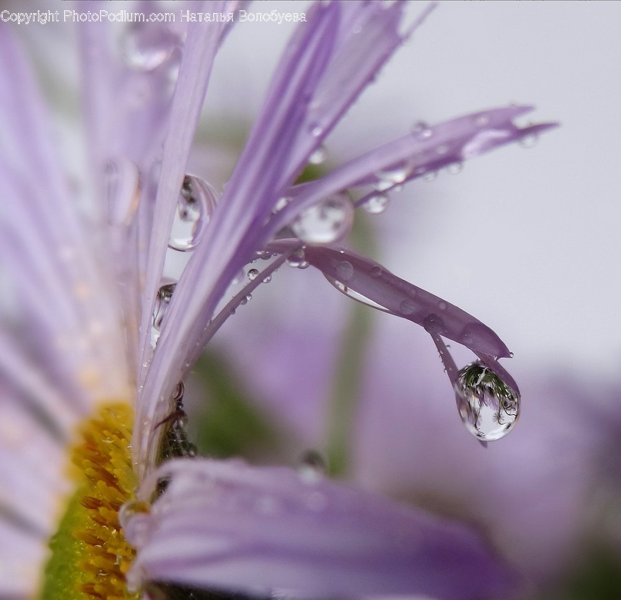 Plant, Pollen, Droplet, Flower, Blossom