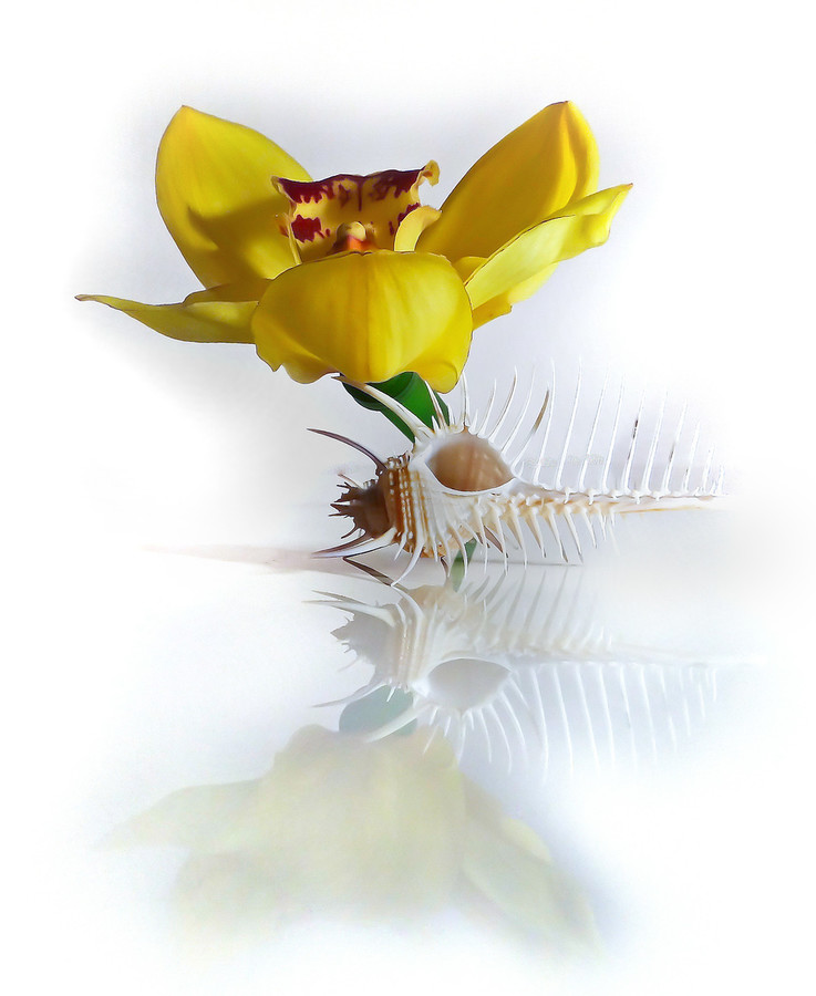 Plant, Petal, Flower, Blossom, Anther
