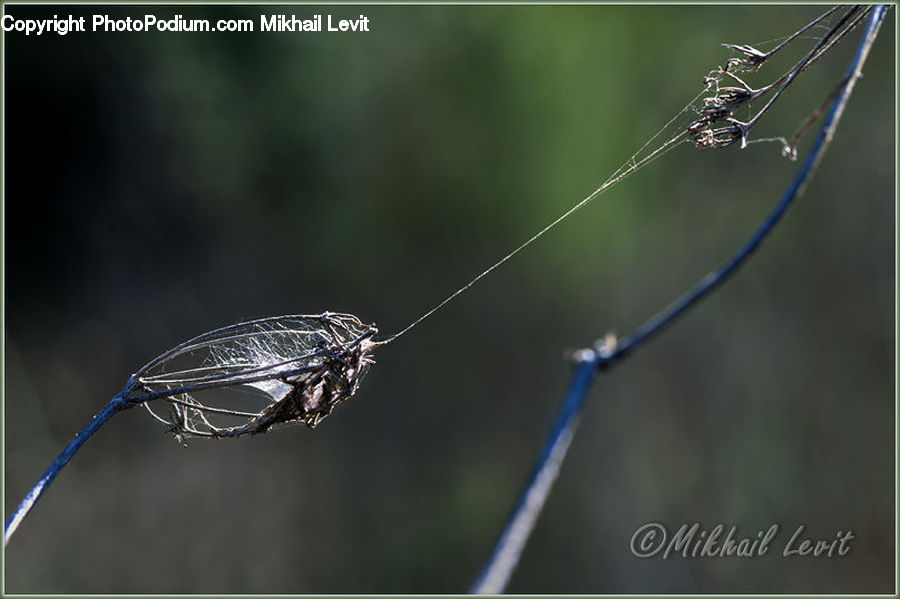 Arachnid, Garden Spider, Insect, Invertebrate, Spider, Mosquito, Droplet