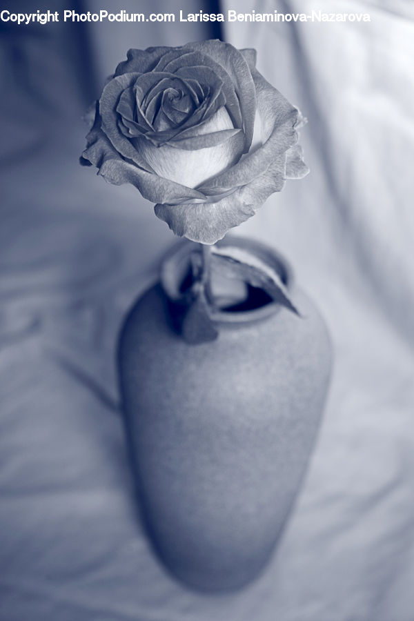 Blossom, Flower, Plant, Rose, Flower Arrangement, Flower Bouquet