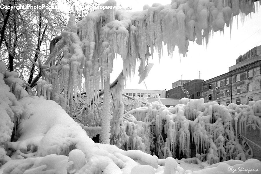 Ice, Outdoors, Snow, Plant, Tree, Forest, Vegetation