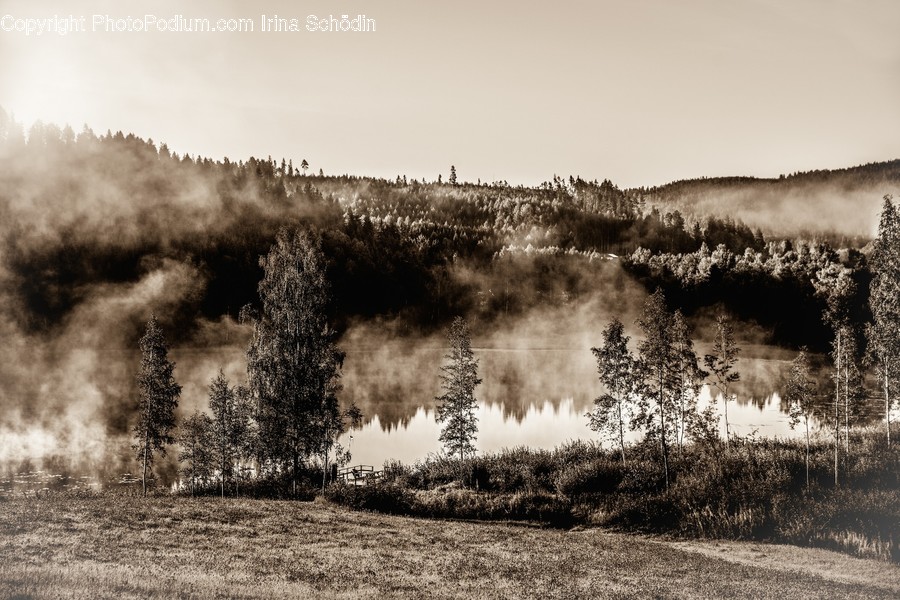 Tree, Plant, Fir, Abies, Nature