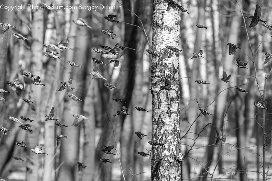 Plant, Tree, Bird, Animal, Tree Trunk