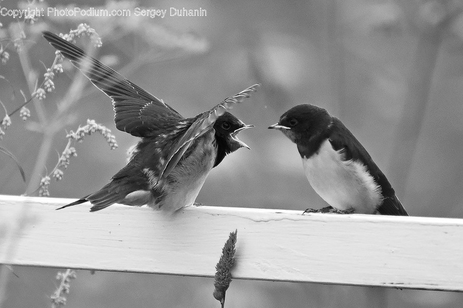 Bird, Animal, Wood, Blackbird, Agelaius