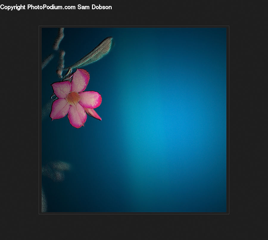 Blossom, Flora, Flower, Petal, Plant, Geranium, Aquilegia
