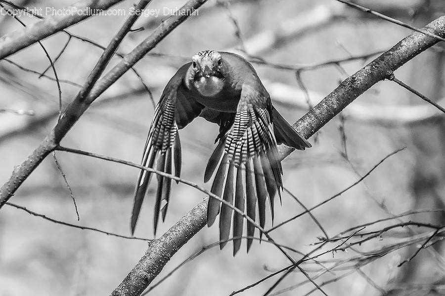 Animal, Bird, Parrot, Cockatoo, Finch