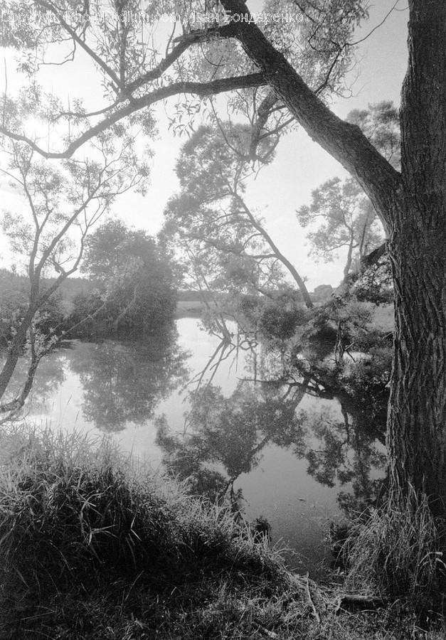 Outdoors, Land, Nature, Water, Plant