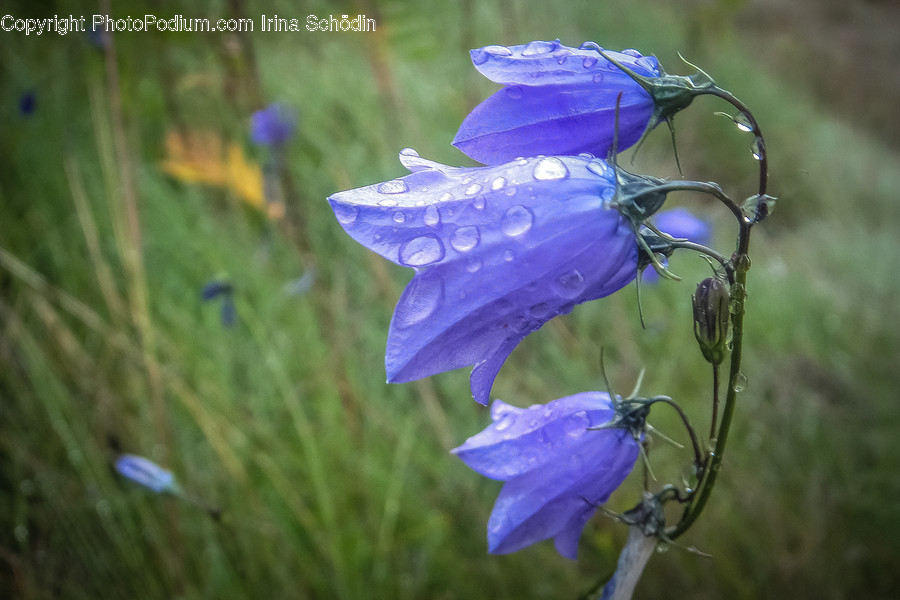 Geranium, Plant, Flower, Blossom, Iris