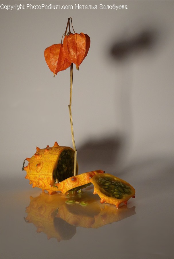 Leaf, Plant, Tree, Maple, Veins