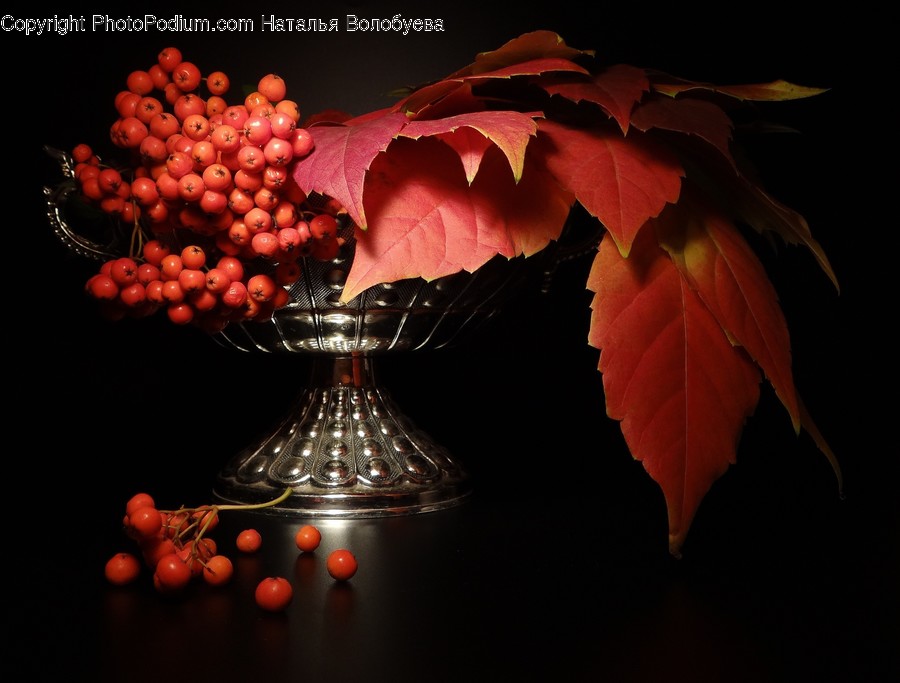 Plant, Leaf, Tree, Maple, Maple Leaf