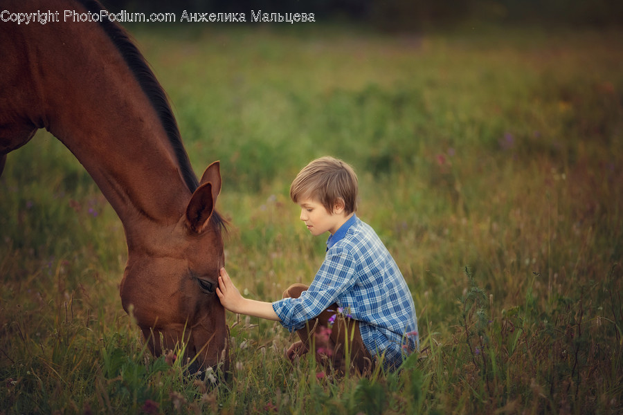 Person, Human, Animal, Horse, Mammal
