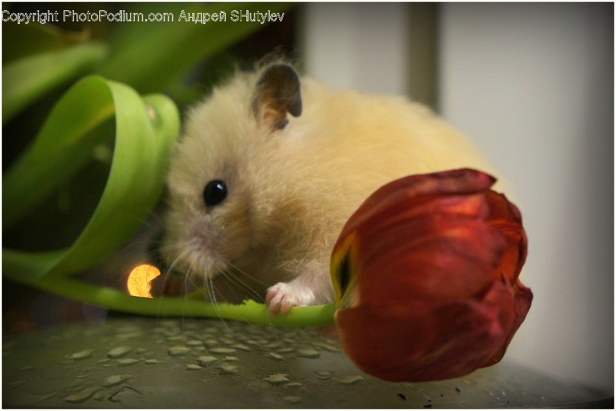 Animal, Pet, Rodent, Mammal, Rat