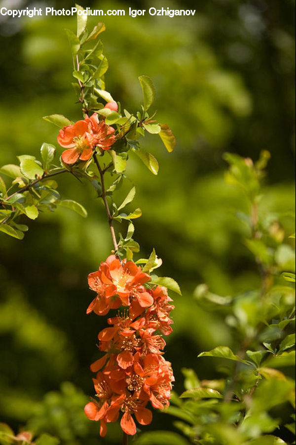 Plant, Blossom, Flora, Flower, Conifer, Fir, Tree