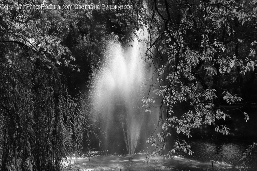 Water, Fountain, Tree, Plant, Outdoors