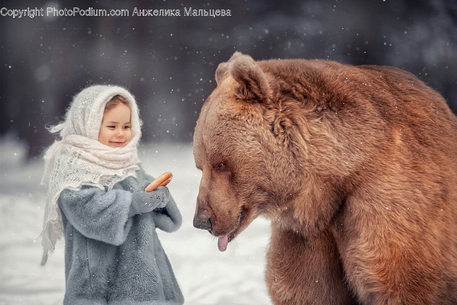 Animal, Bear, Wildlife, Mammal, Brown Bear