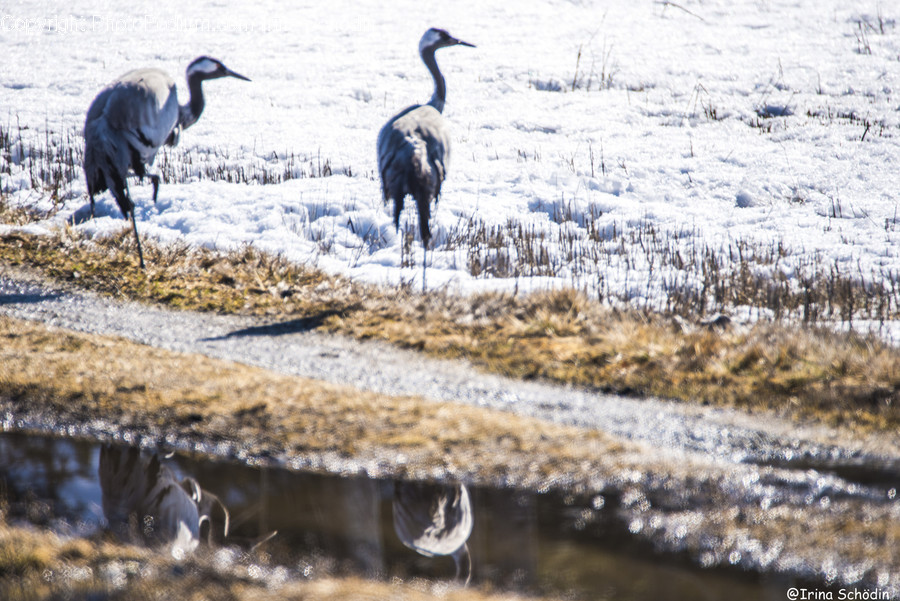 Bird, Animal, Crane Bird, Waterfowl, Mammal