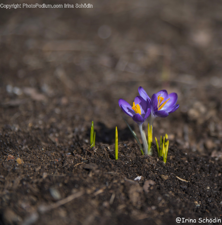 Plant, Ground, Blossom, Flower, Soil